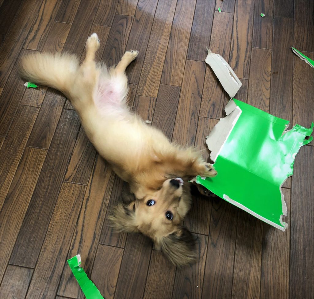 会社に届いた配達物の箱や紙を楽しそうに破きイタズラをしている仰向きの姿がとても可愛いカニンヘンダックスの犬