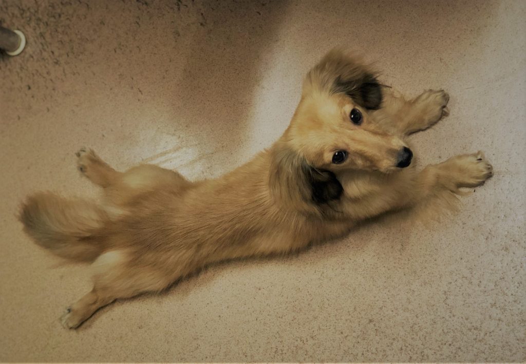 伏せをすると後ろ足がパーに開いてしまう姿がとても可愛いカニンヘンダックスの犬