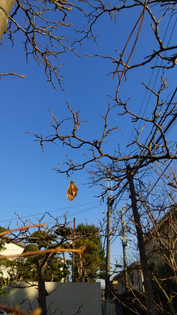 冬の季節到来を感じさせるエゴノキの最後の一枚の葉っぱ
