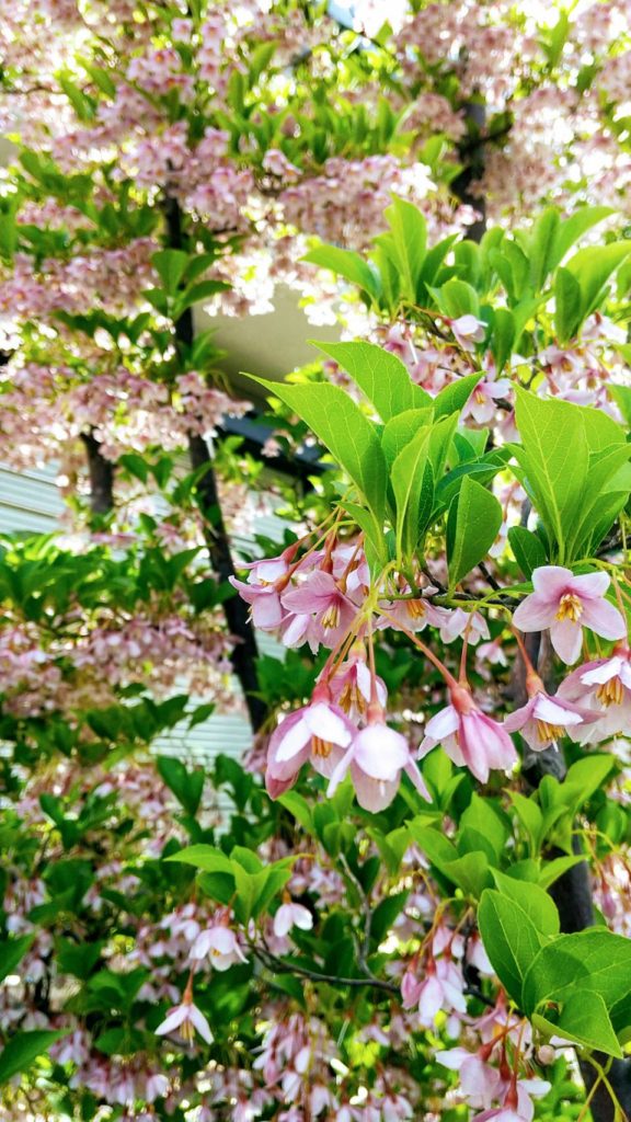 春を感じさせる鮮やかな緑と映えるピンクのエゴノキの花