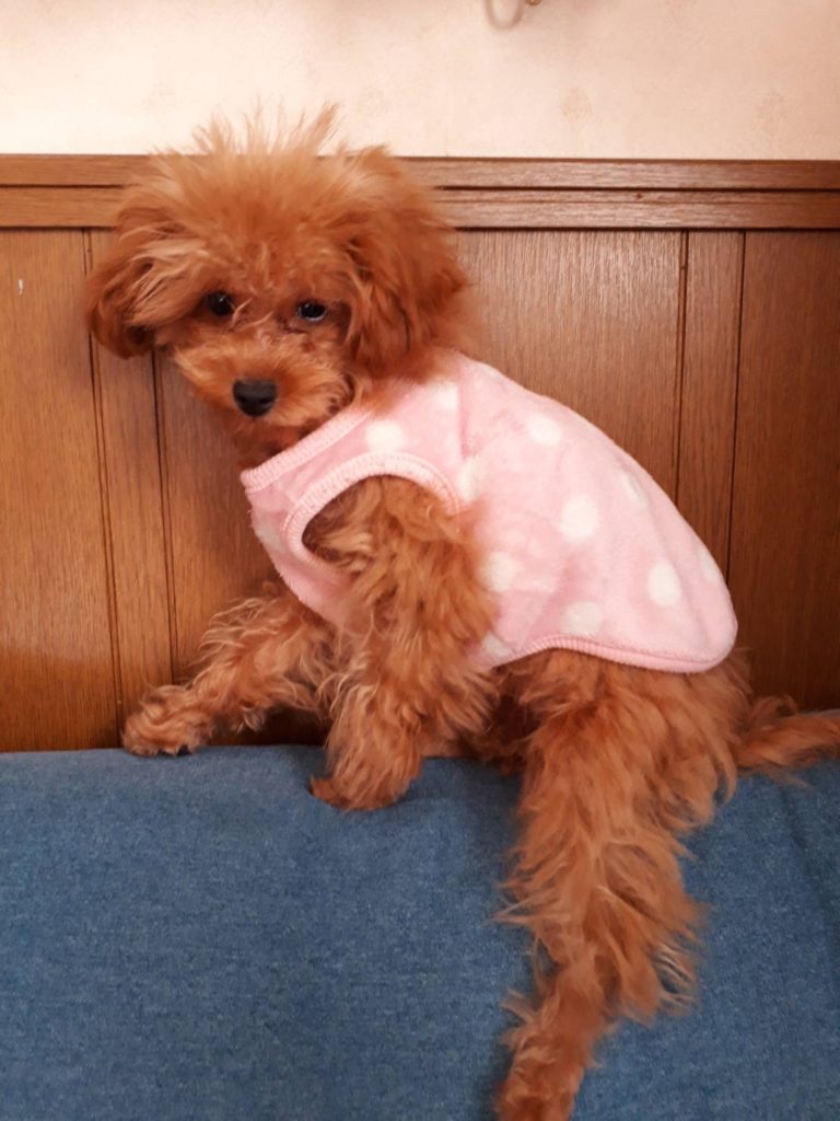 可愛い水玉模様の暖かそうなピンクの服を着たトイプードルの子犬