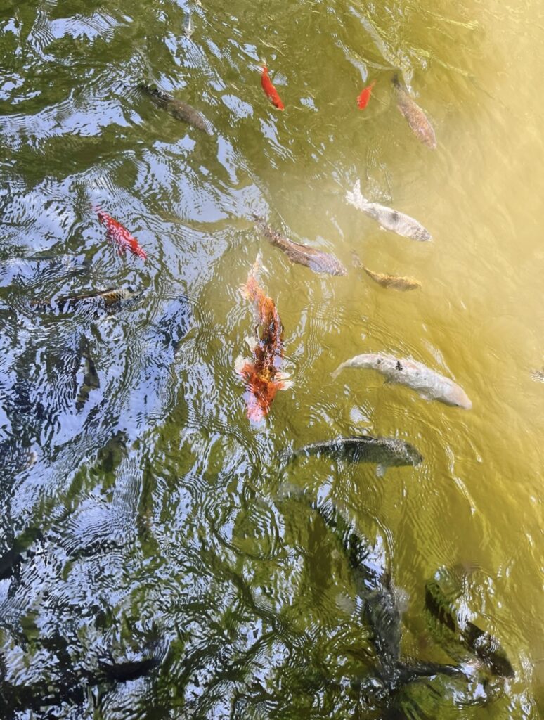 栃木県にある出流山満願寺の中にある池にいるいろとりどりの鯉
